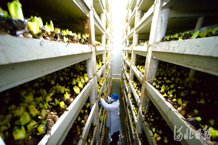 河北霸州：菊苣生产忙