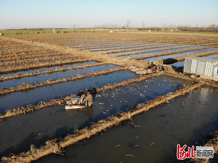 河北望都：莲藕种植助农增收