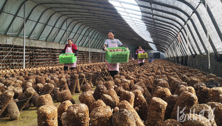 河北临城：发展香菇产业 助力乡村振兴